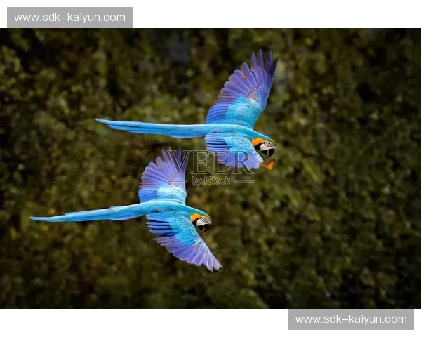 帕尔梅vs庞特普：绿巨人的荣耀与潘塔纳尔的崛起